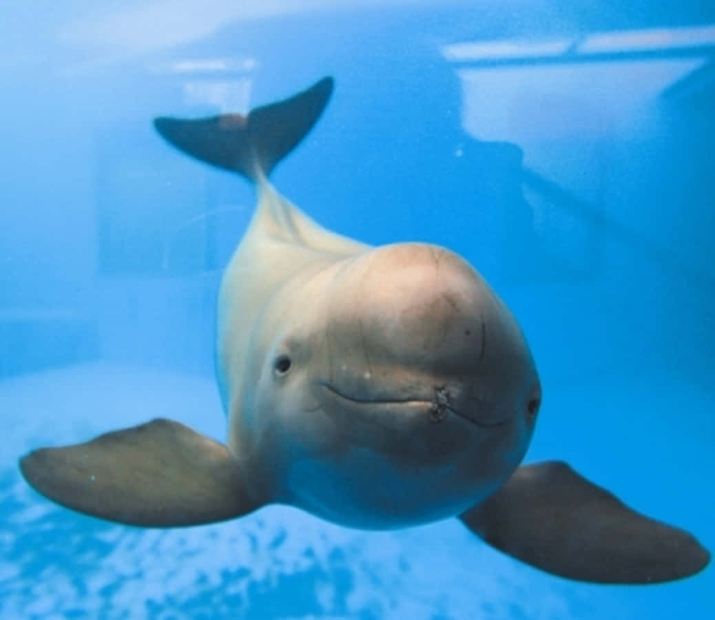 Smiling Porpoise Underwater.jpg Wallpaper