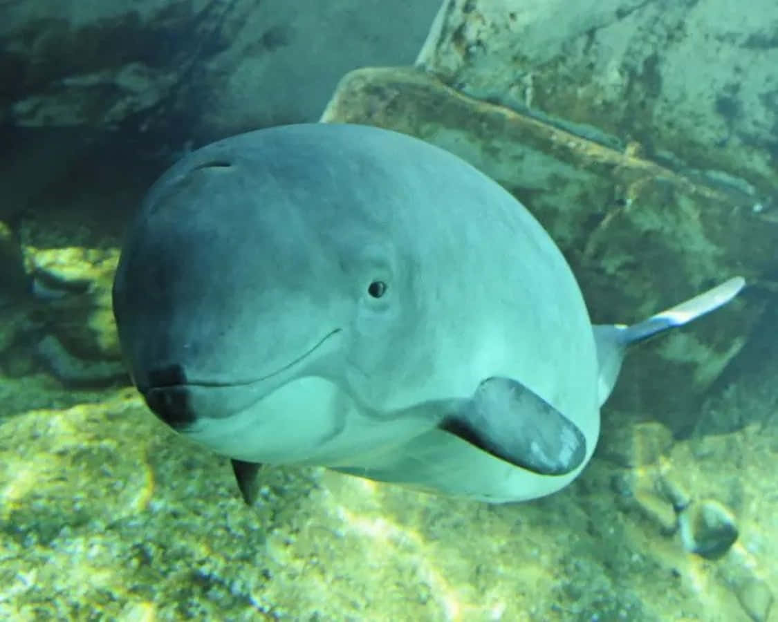 Smiling Porpoise Underwater Wallpaper