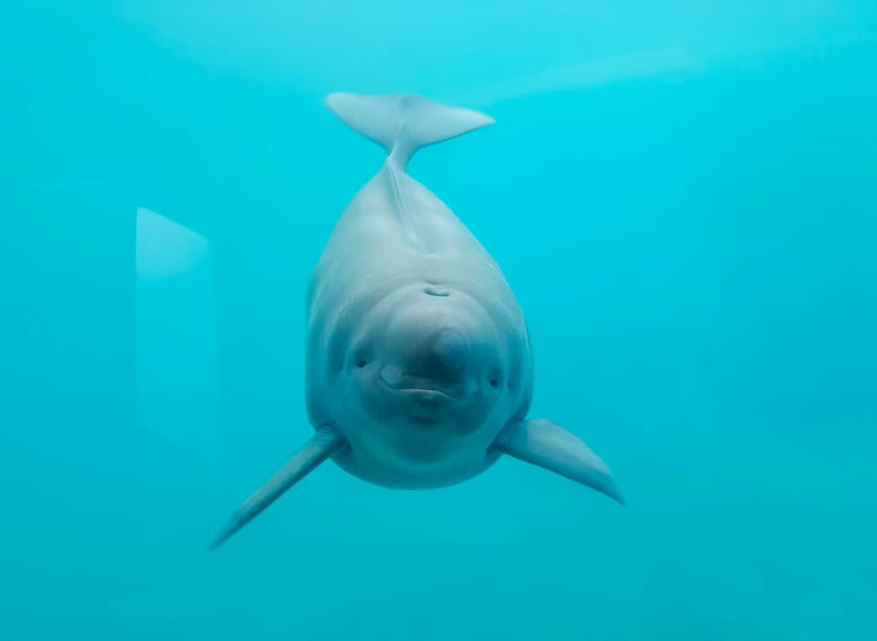 Smiling Porpoise Underwater Wallpaper