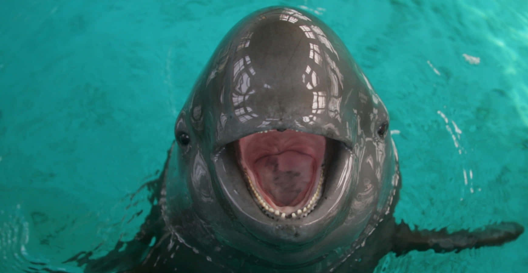 Smiling Porpoise Up Close.jpg Wallpaper