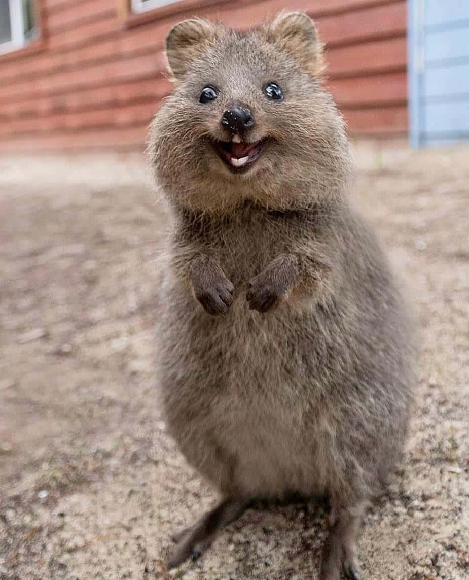 Smiling Quokka Standing Wallpaper