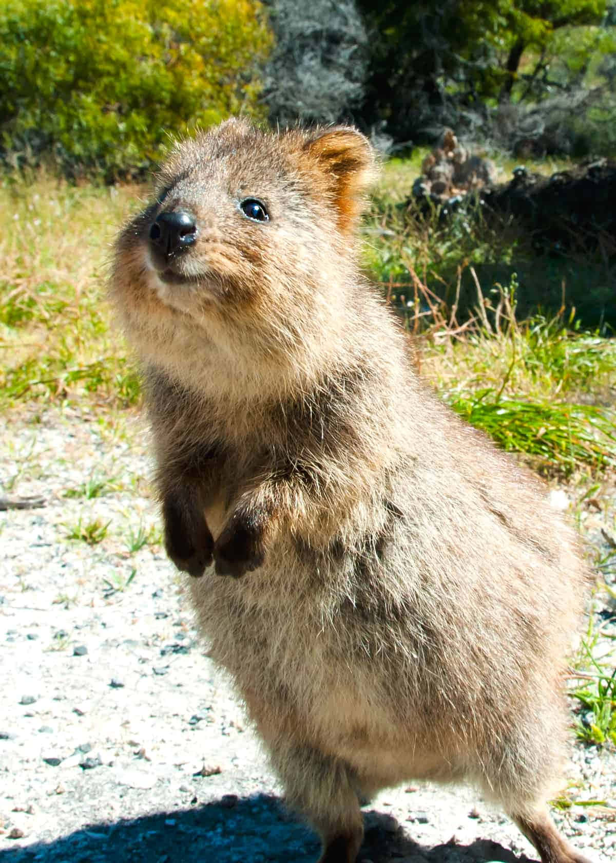 Quokka Tersenyum Berdiri Wallpaper