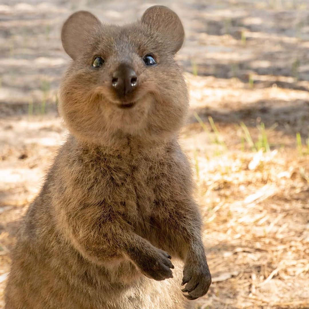 Download Smiling Quokka Standing Wallpaper | Wallpapers.com