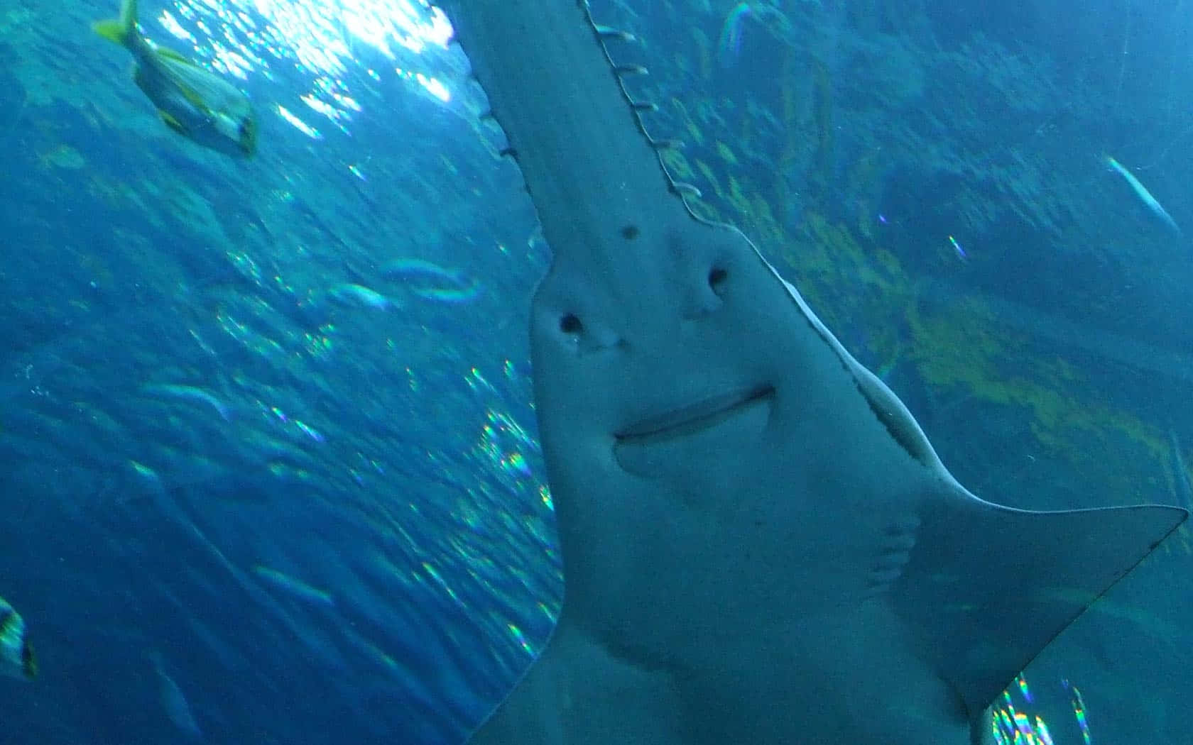Smiling Sawfish Underwater Wallpaper