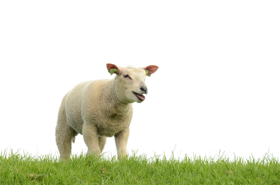 Smiling Sheepon Grass PNG