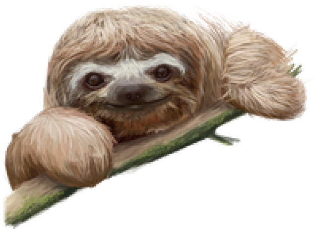Smiling Sloth On Branch PNG