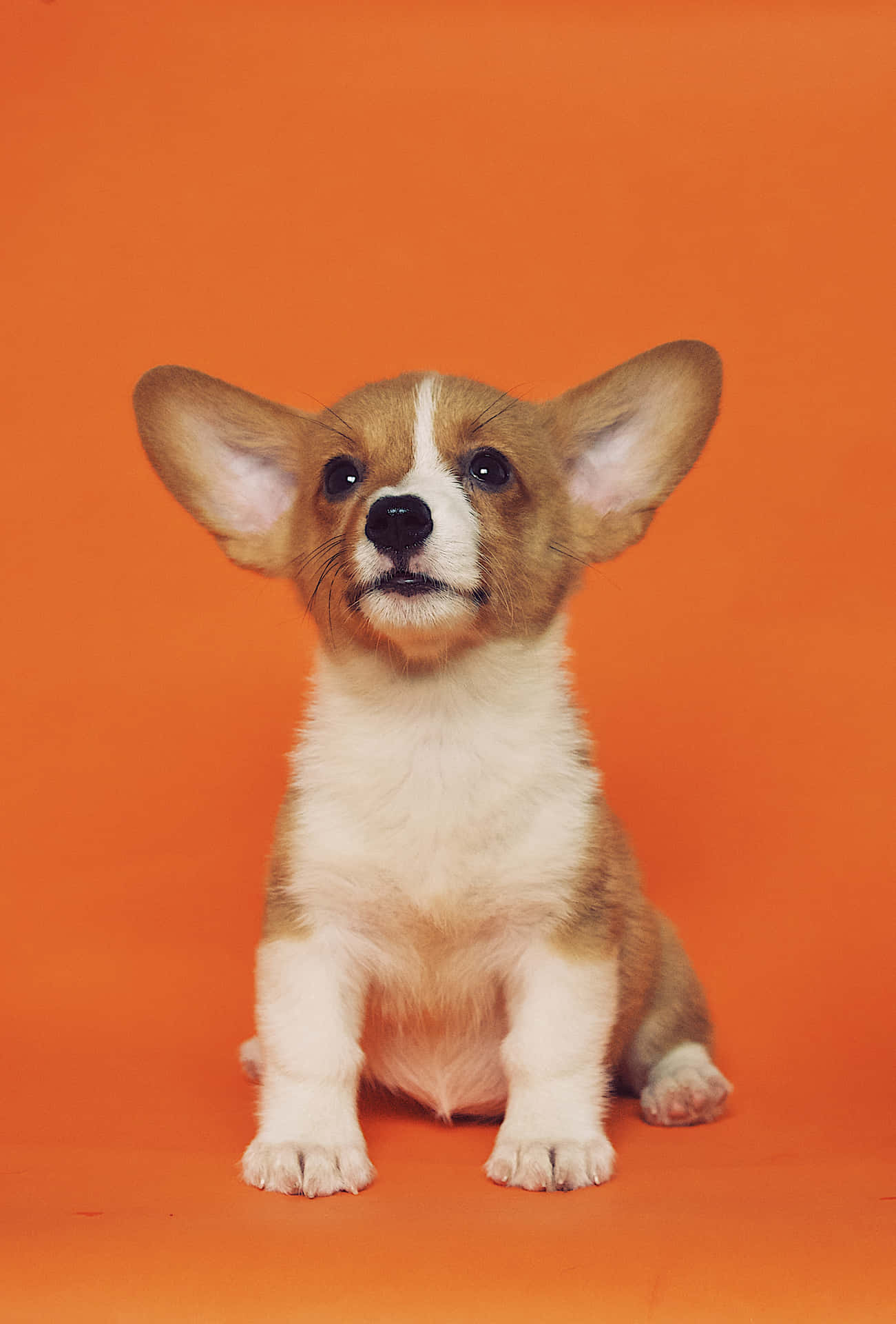 Smiling Small Dog Corgi Portrait Wallpaper