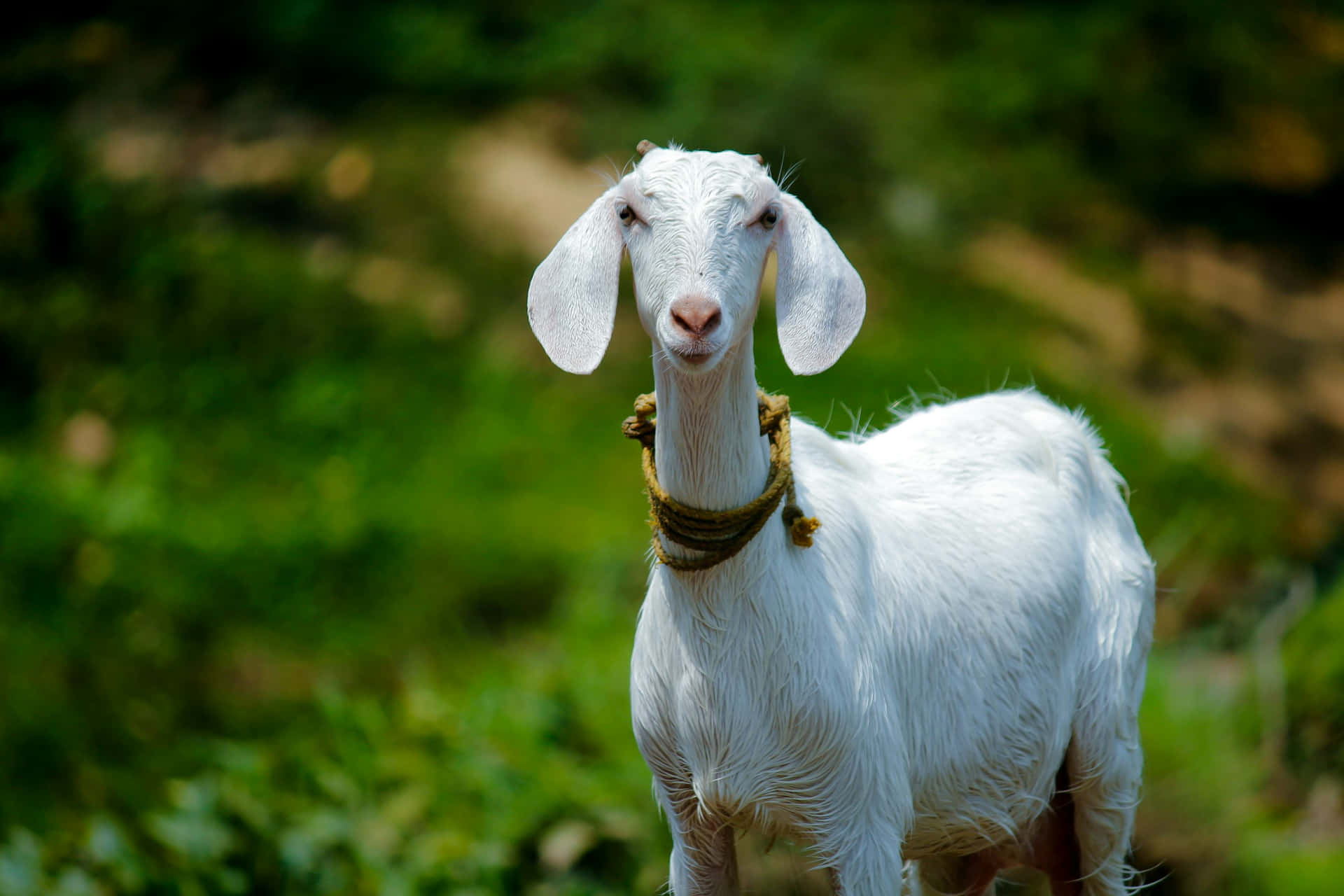 Chèvre Blanche Souriante En Plein Air Fond d'écran