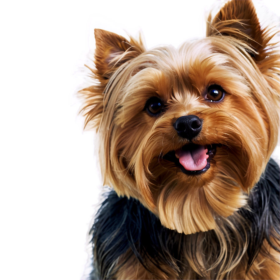 Smiling Yorkie Png Jvx96 PNG