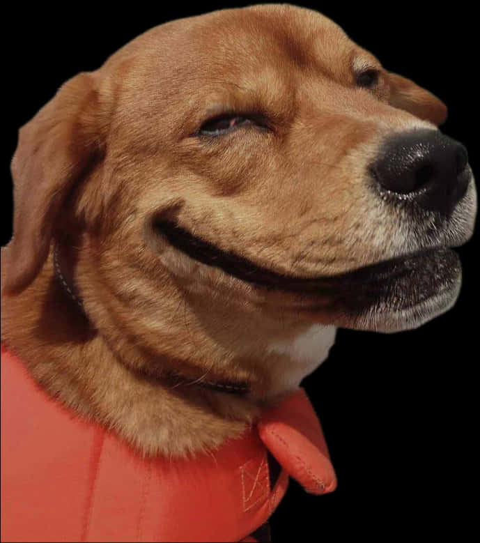 Download Smirking Dog Wearing Orange Vest.jpg | Wallpapers.com