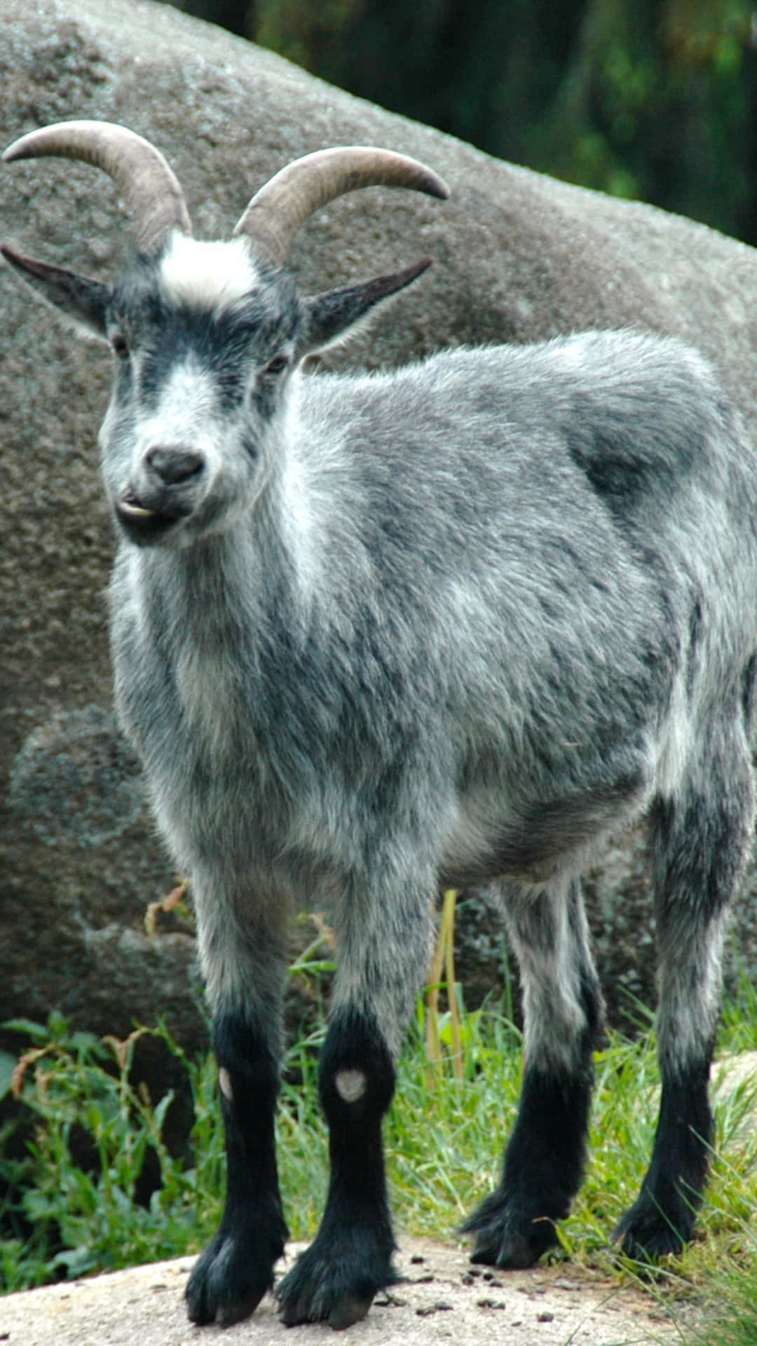 Chèvre Grise Souriant.jpg Fond d'écran