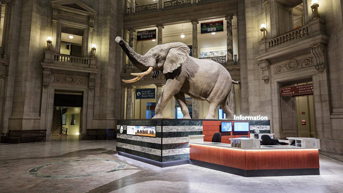 Smithsonian Afrikansk Bus Elefant Indrammet Udskrift Wallpaper