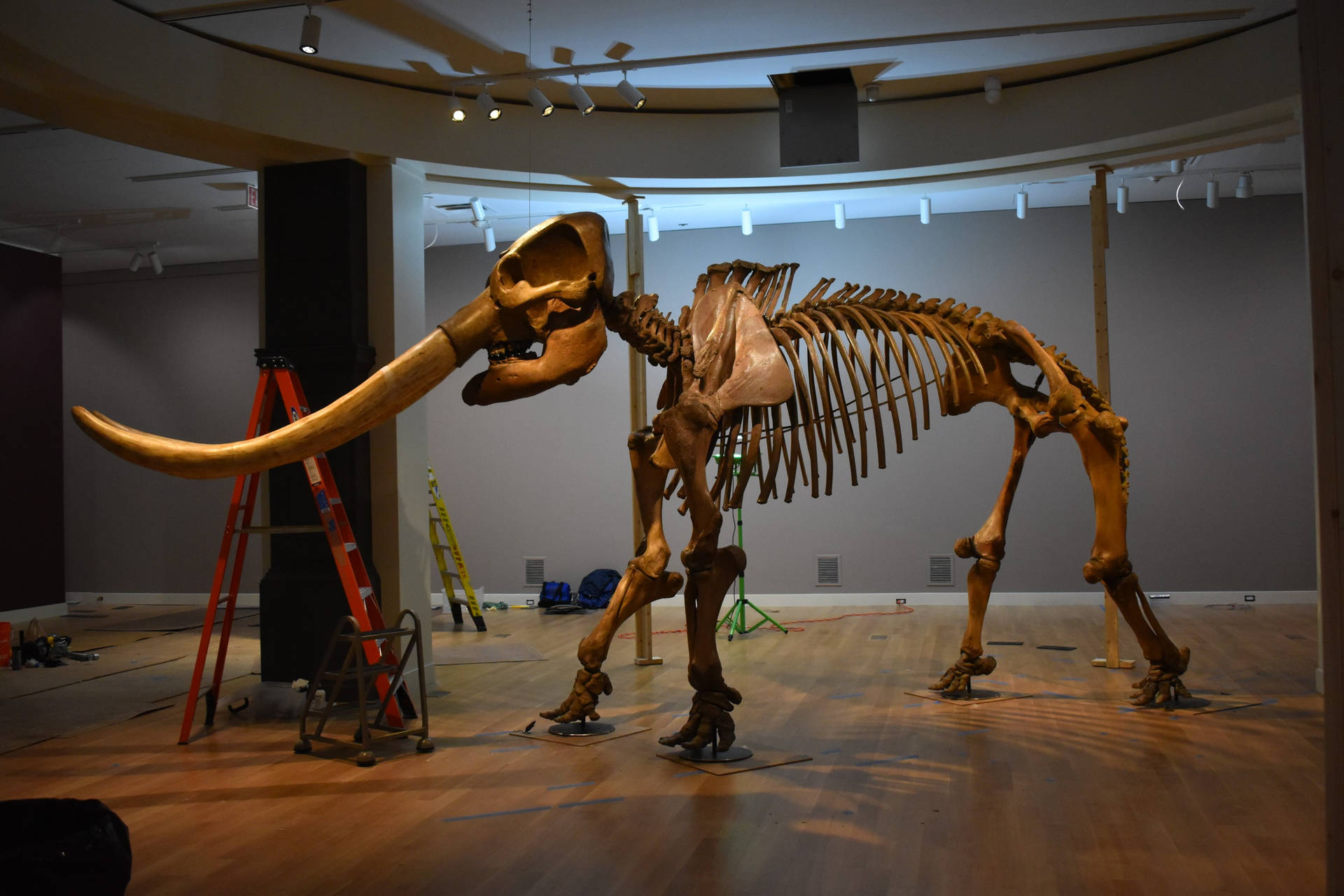 Smithsonianmastodonten-skelett Wallpaper