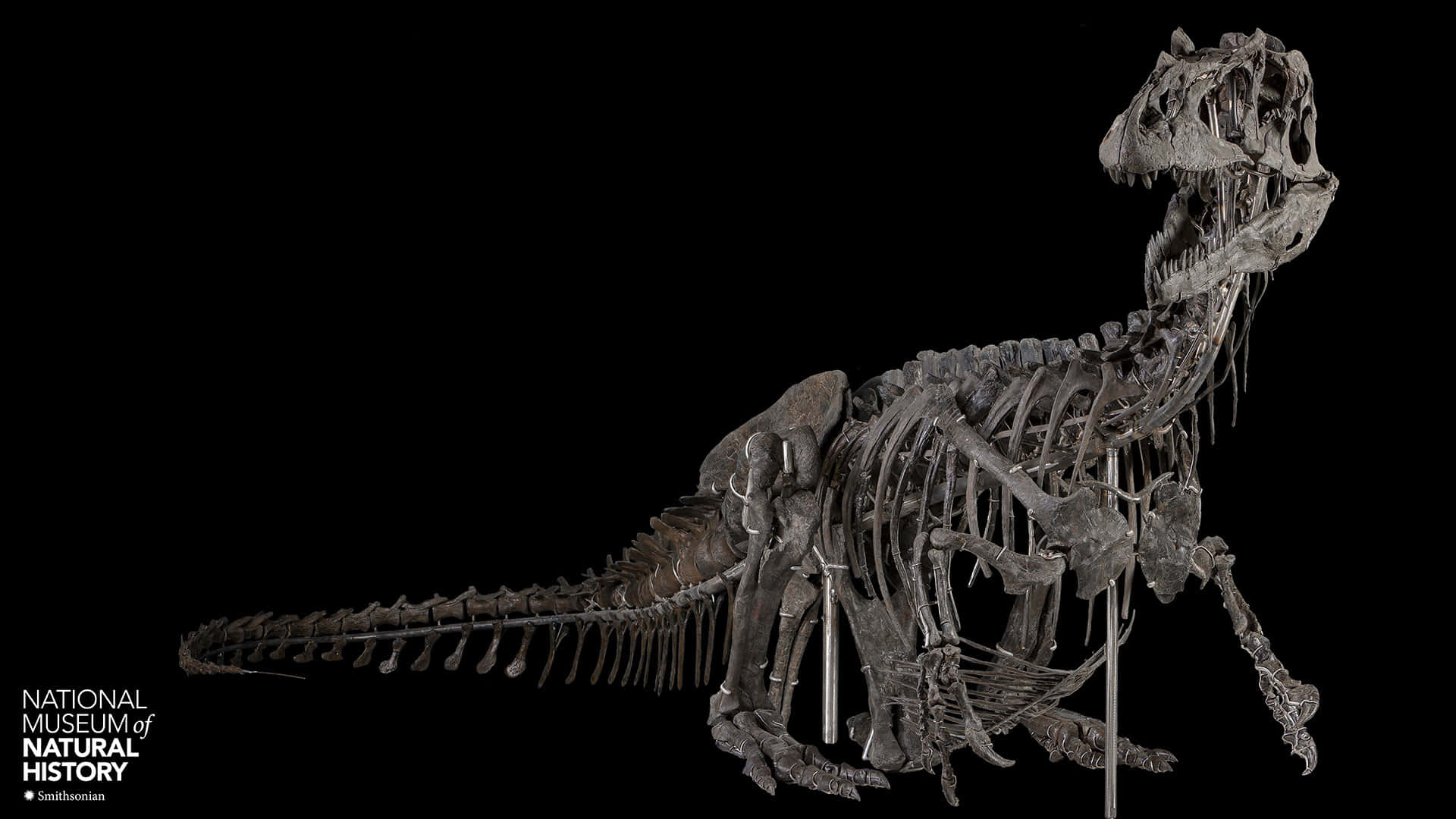 Smithsonian National Museum Of Natural History Allosaurus Background