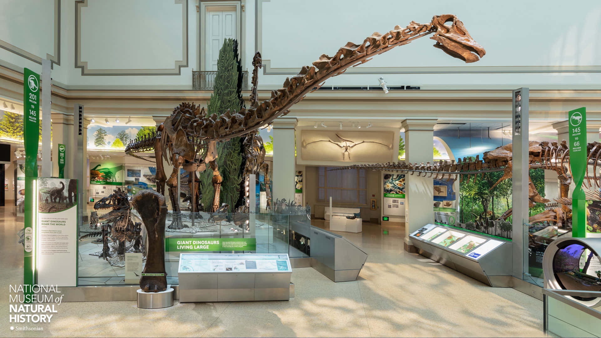 Smithsonian National Museum Of Natural History Diplodocus Wallpaper