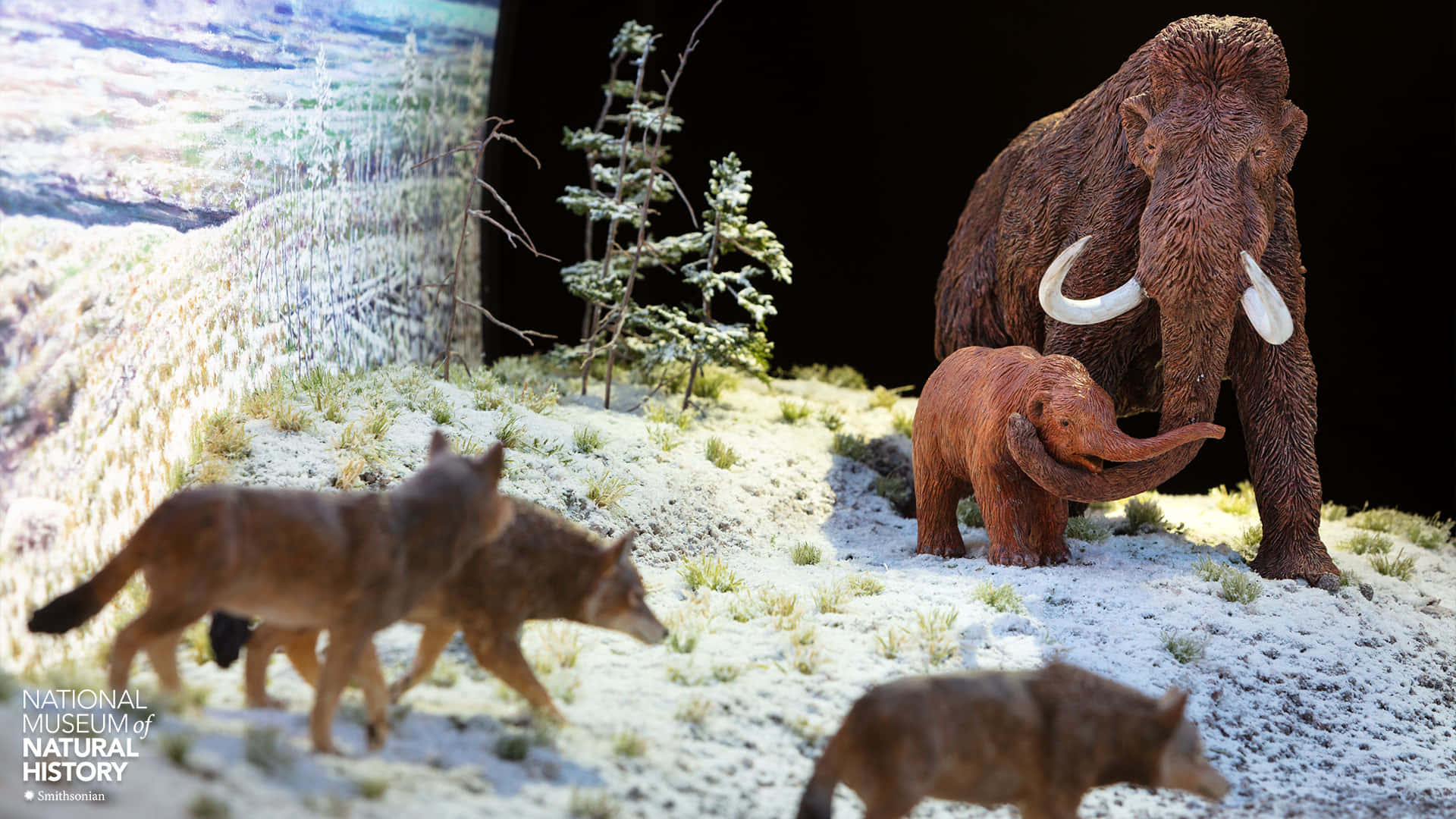 Smithsonian National Museum Of Natural History Glacial Diorama Background