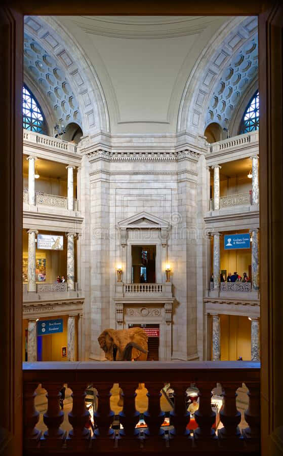 Smithsonian National Museum Of Natural History Lit Up Hall Picture