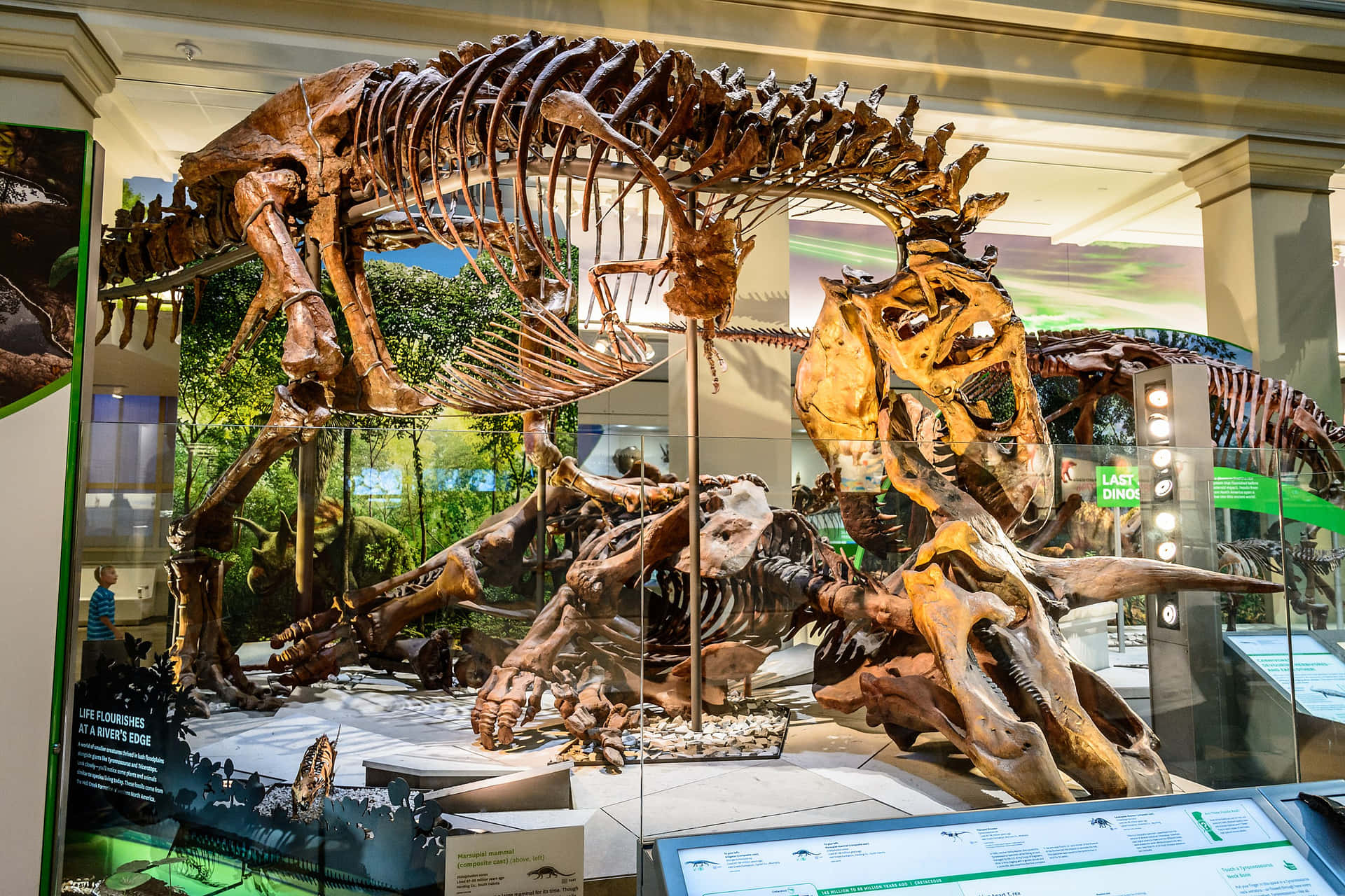 Smithsonian National Museum Of Natural History Tyrannosaurus Background
