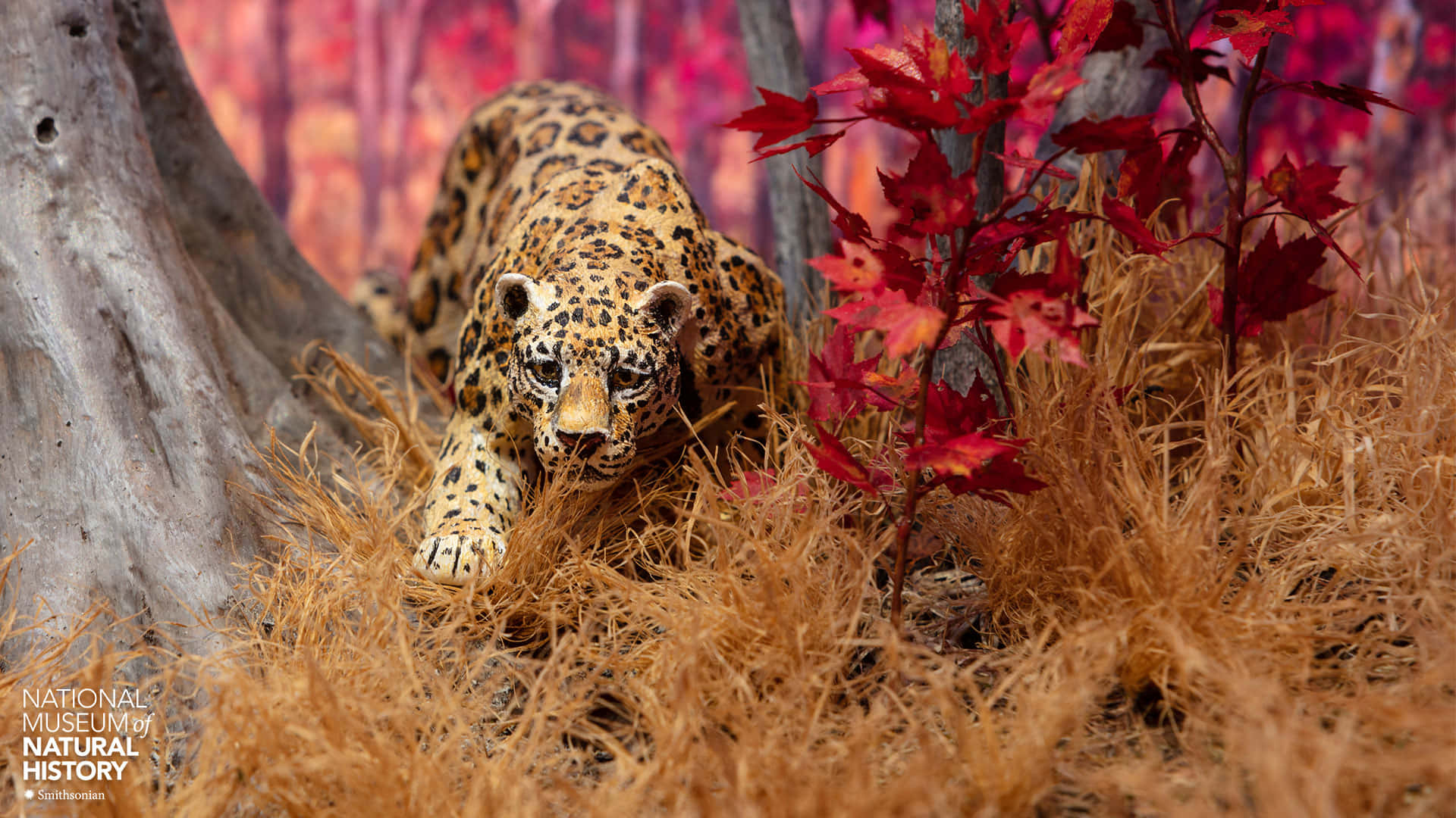 Smithsonian National Museum Of Natural History Warm Diorama Picture