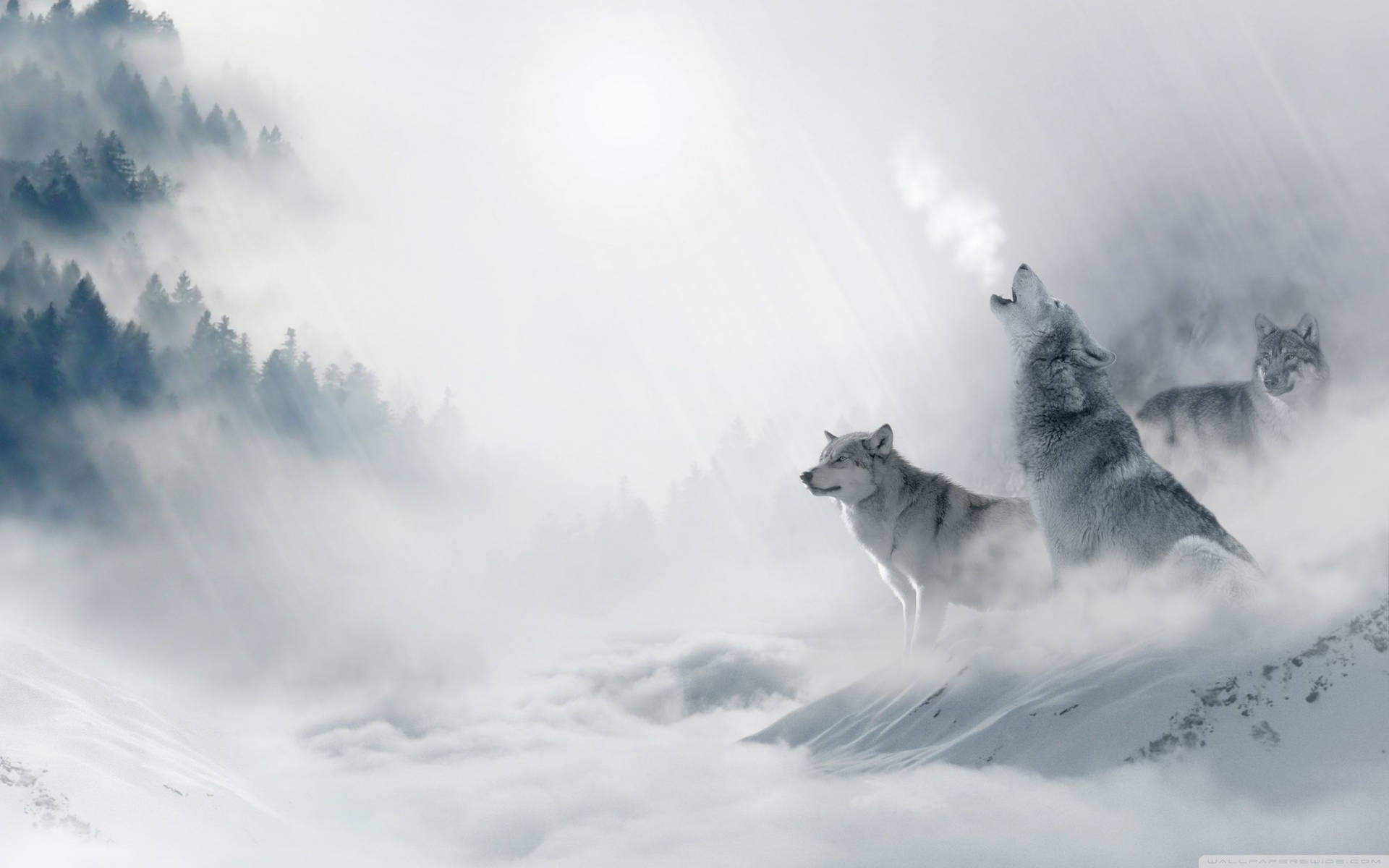 Smoke-Filled Wolf Desktop Wallpaper