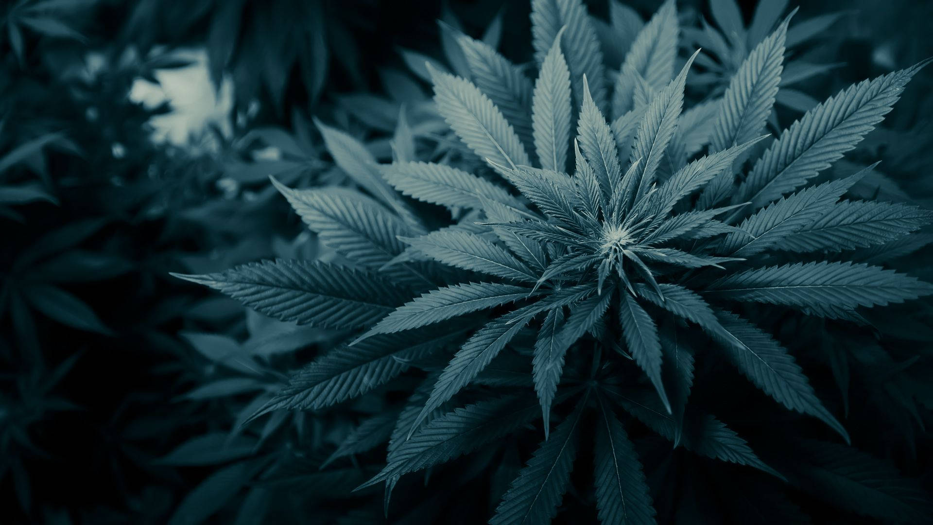 Exhilarating Smoke from a Marijuana Plant Wallpaper