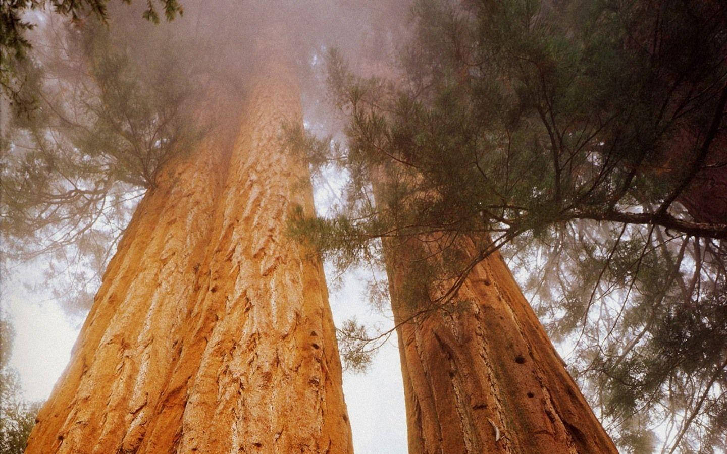 Smokey Sequoia National Park Wallpaper