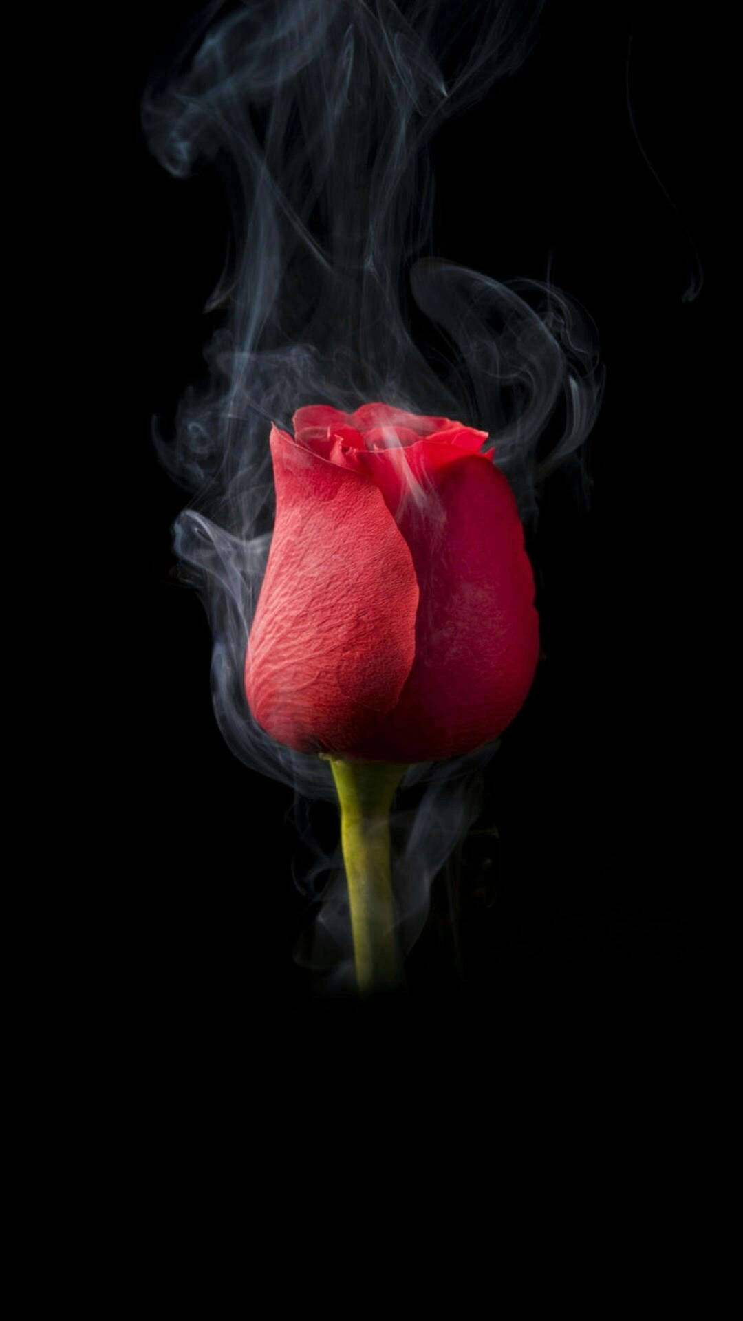Fondode Pantalla De Móvil Con Una Rosa Florecida Fumando. Fondo de pantalla