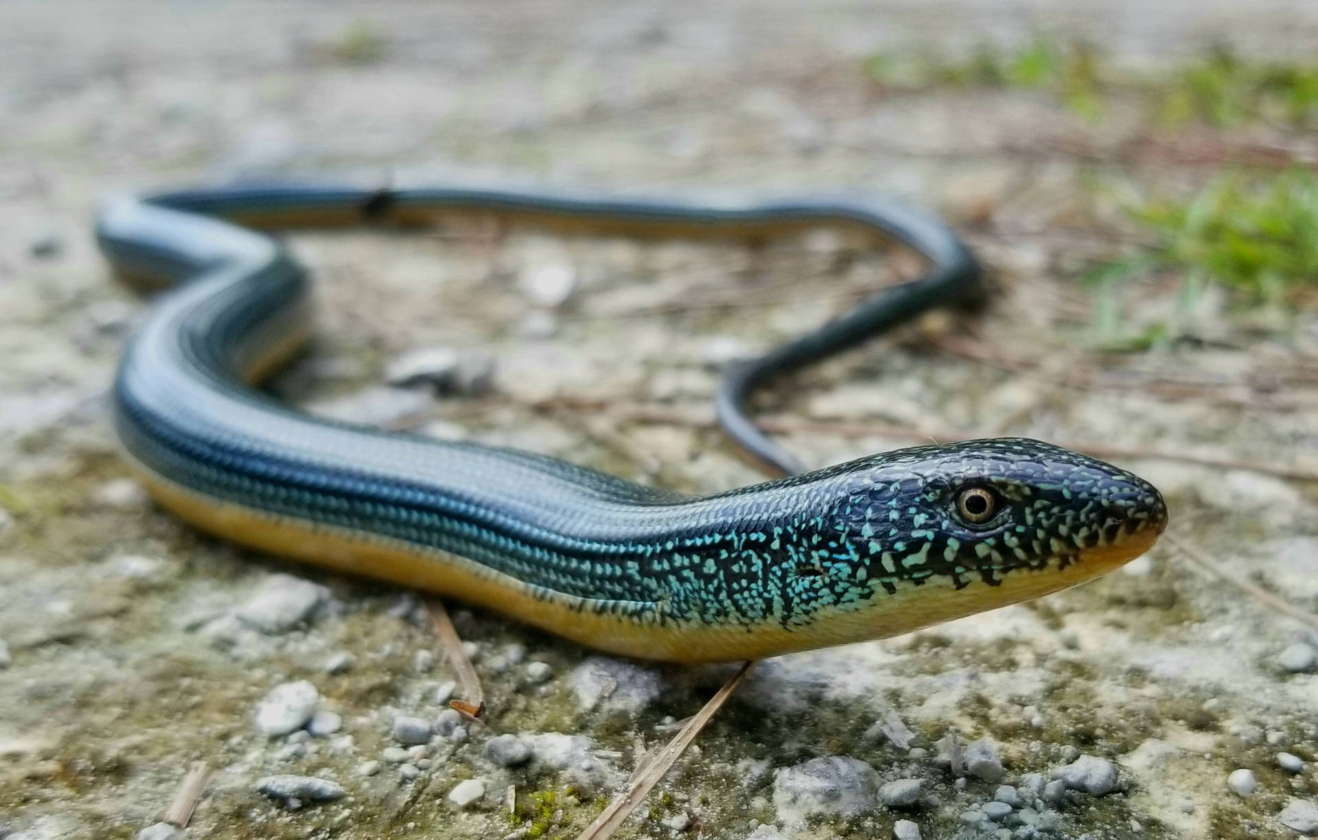 Smooth And Glossy Eastern Glass Lizard Wallpaper