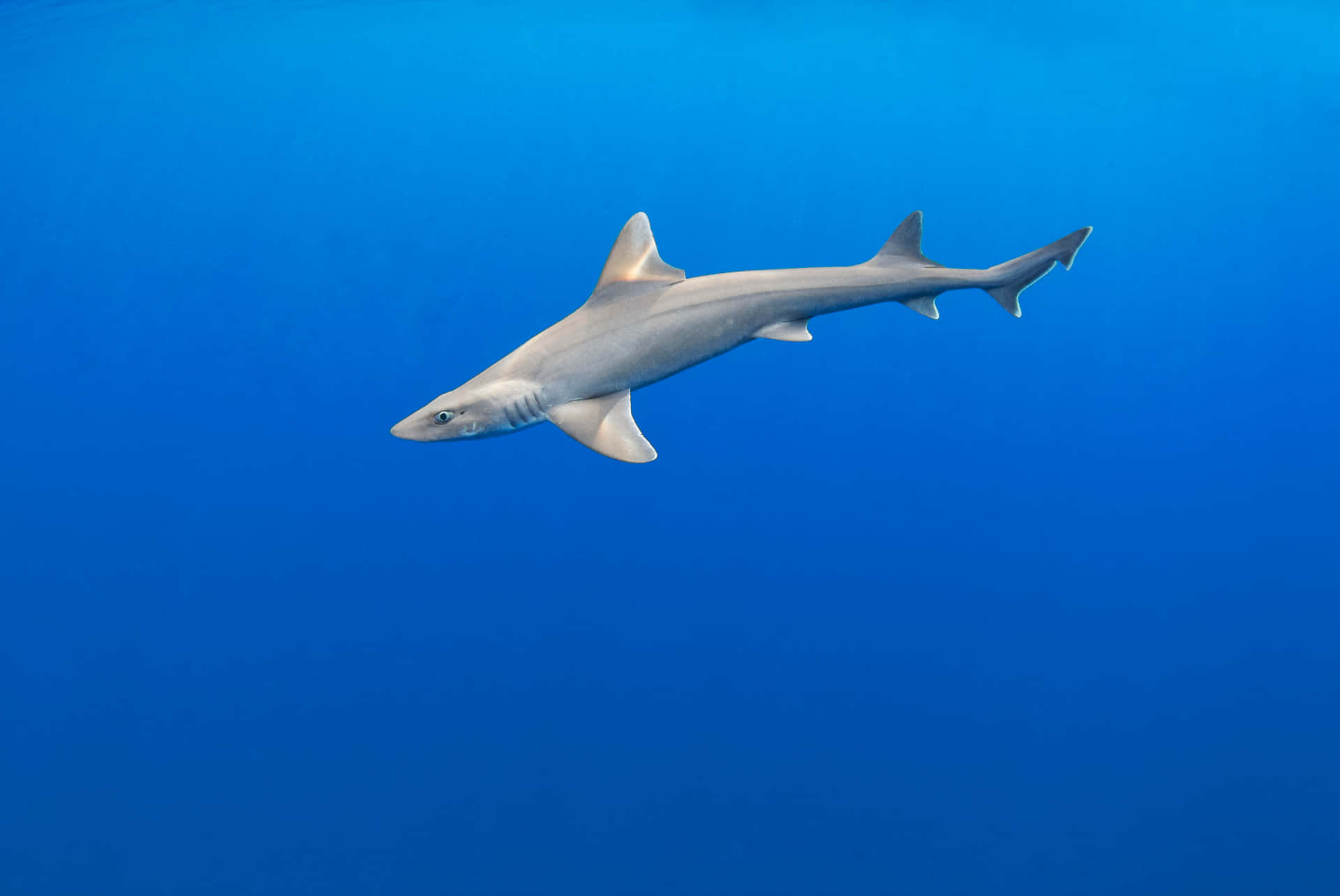 Smooth Dogfish Shark Swimming Wallpaper
