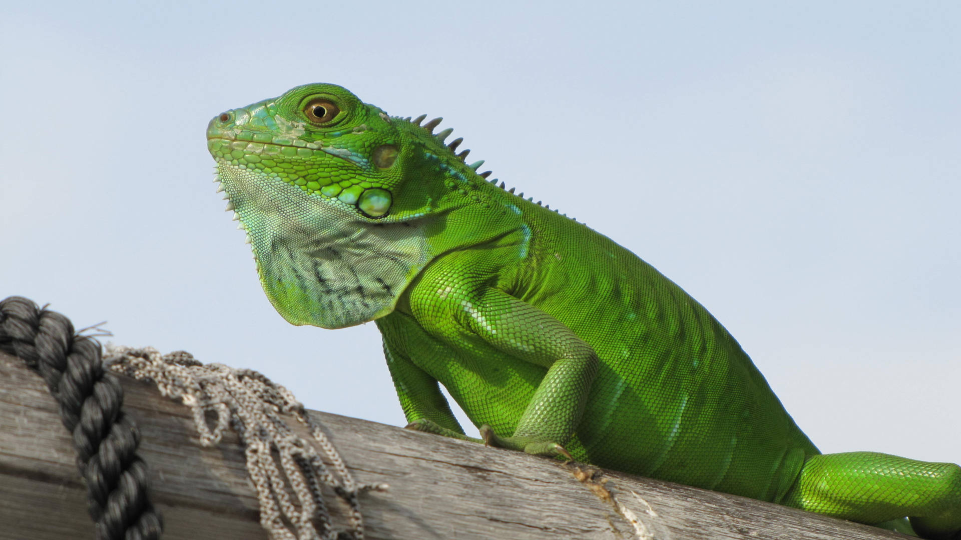 Smooth Green Iguana On A Wood Wallpaper