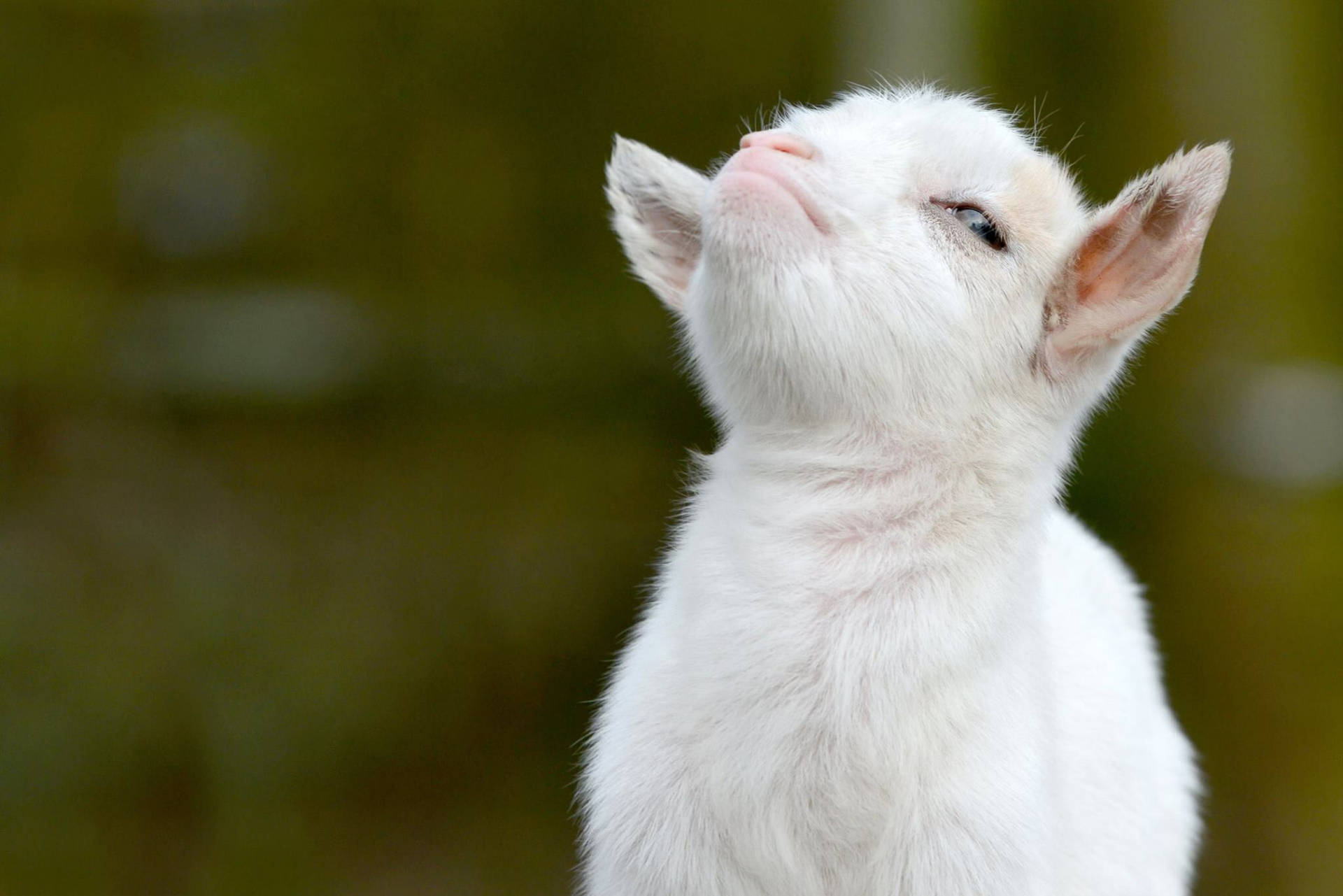 Smug Face Baby Goat Wallpaper