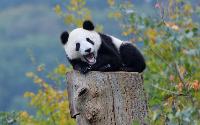 Smuk Panda Gabende På Log Wallpaper
