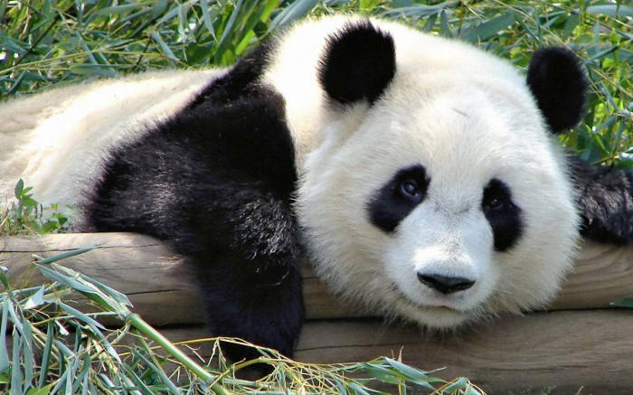 Smuk Panda Hvilende På Logfiler Wallpaper
