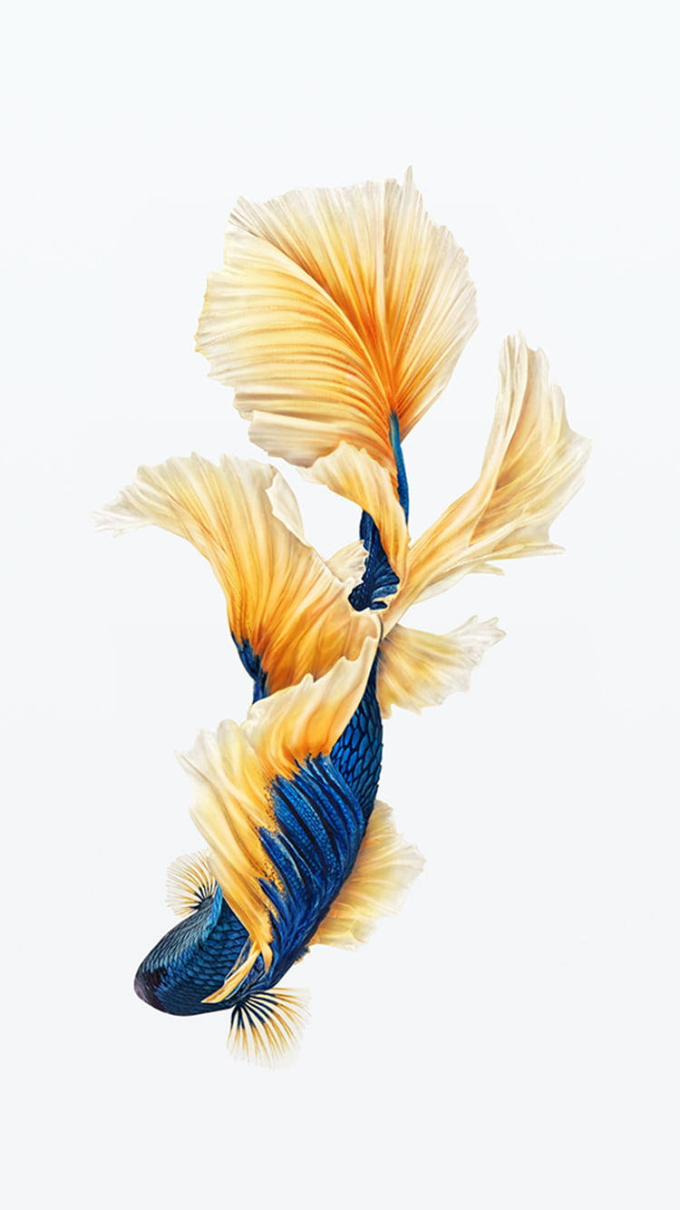 Smukke Fisk Maleri Wallpaper