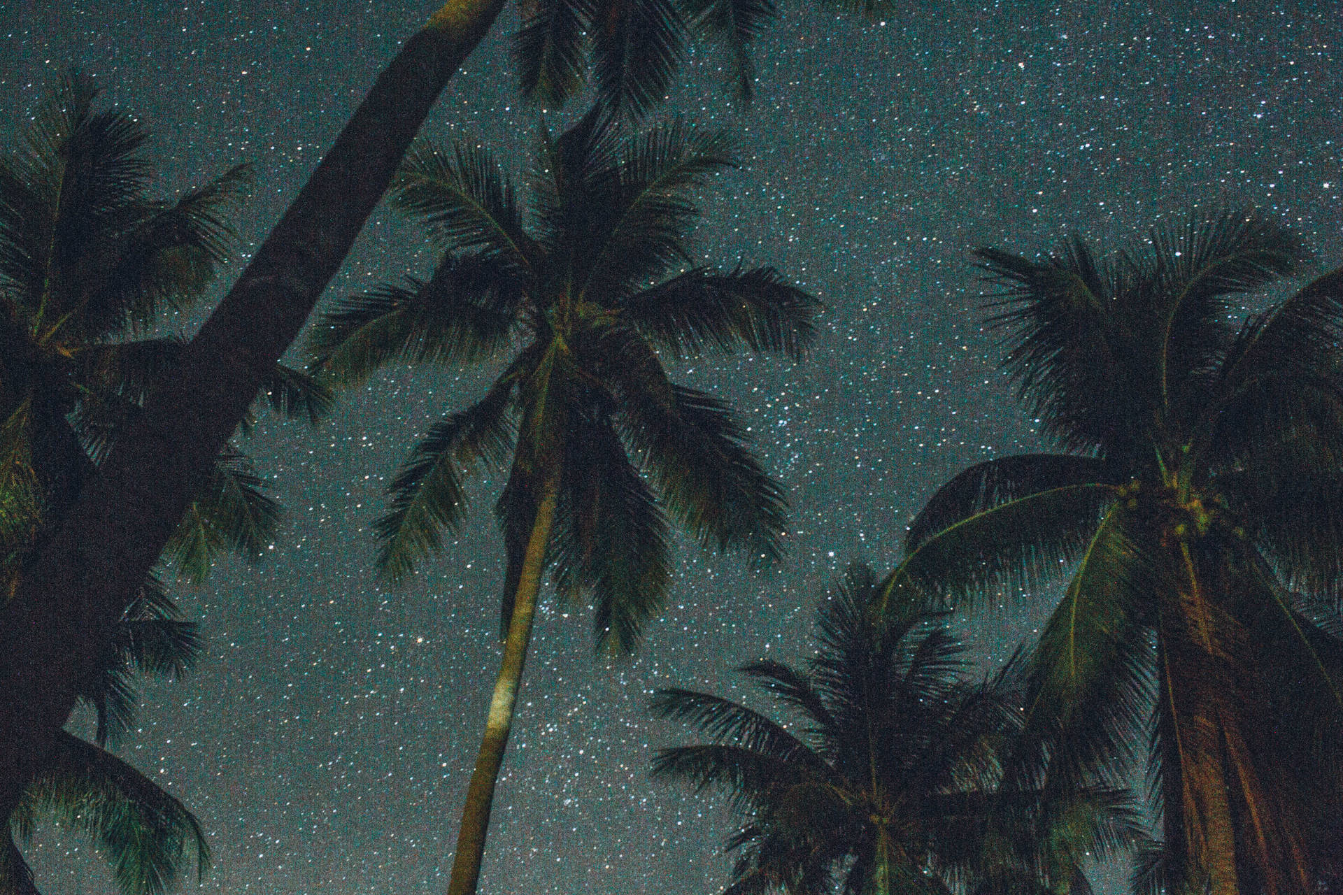 Smukke Galaxy Kokosnøddetræer Wallpaper