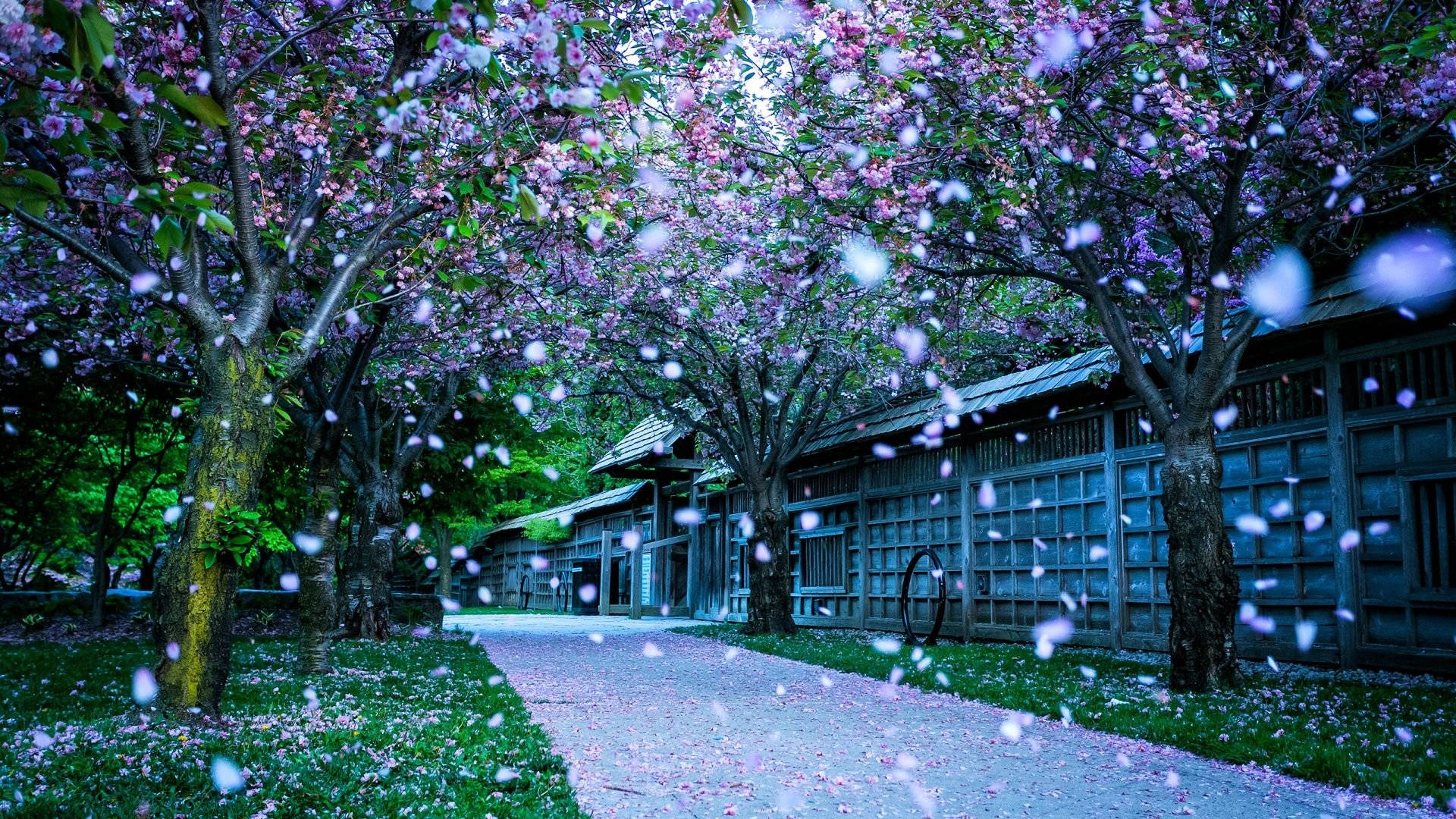 Smukke Hd Cherry Blossom Kronblade Wallpaper