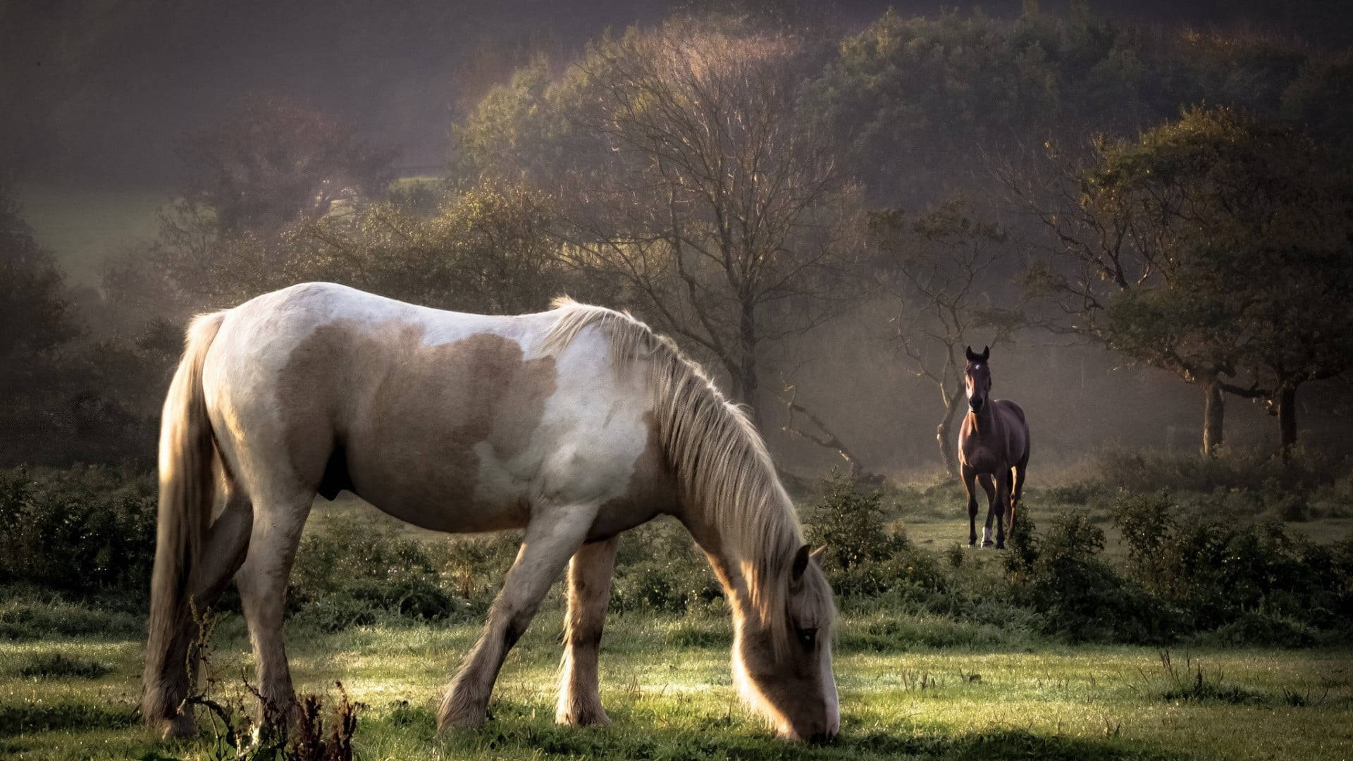 Smukke Heste, Der Græsser I Marken Wallpaper