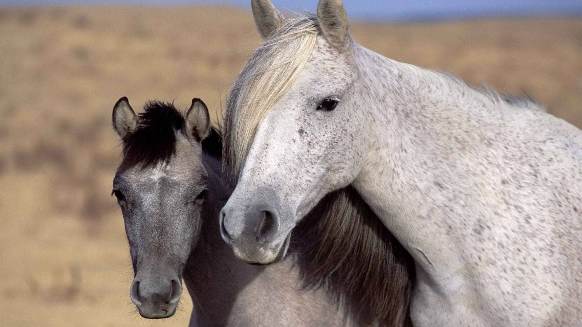 Smukke Heste I Grå Og Hvid Wallpaper