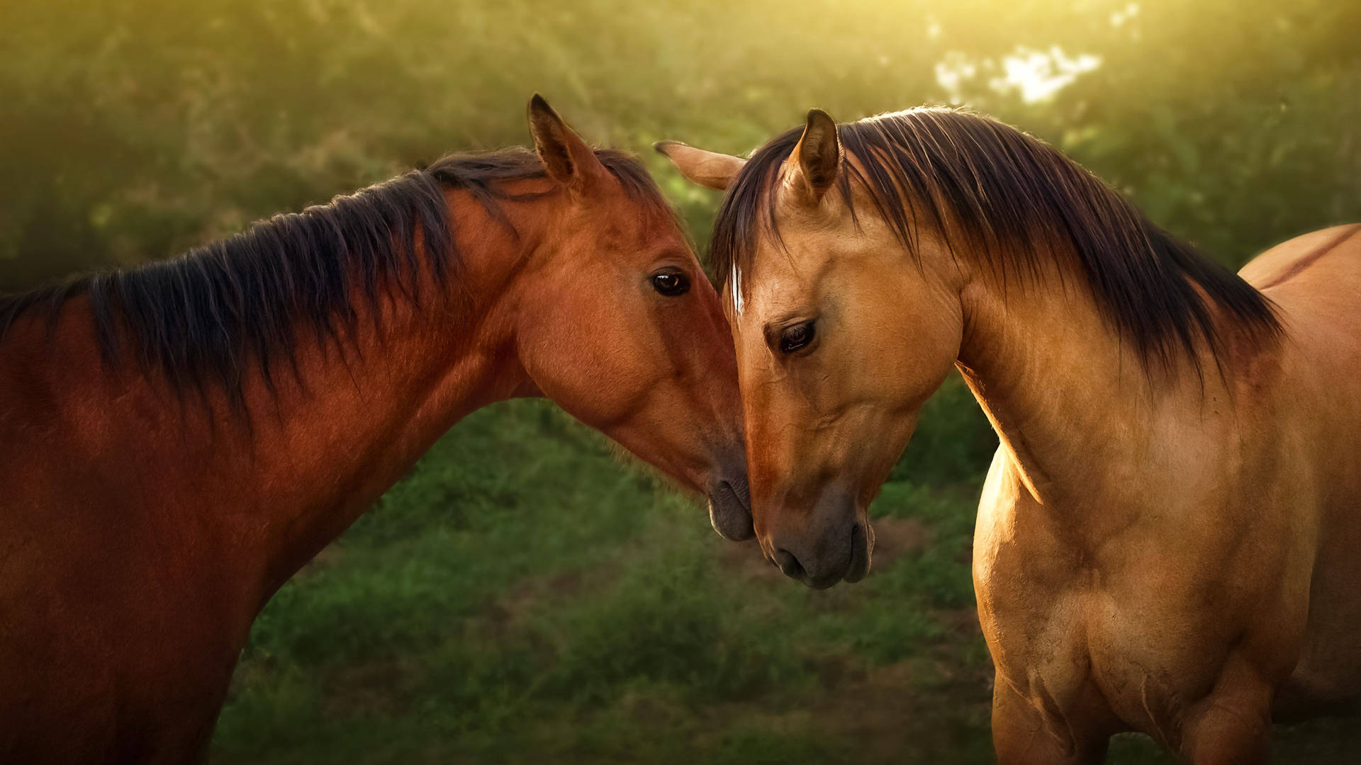 Smukke Heste Med Hoveder Sammen Wallpaper