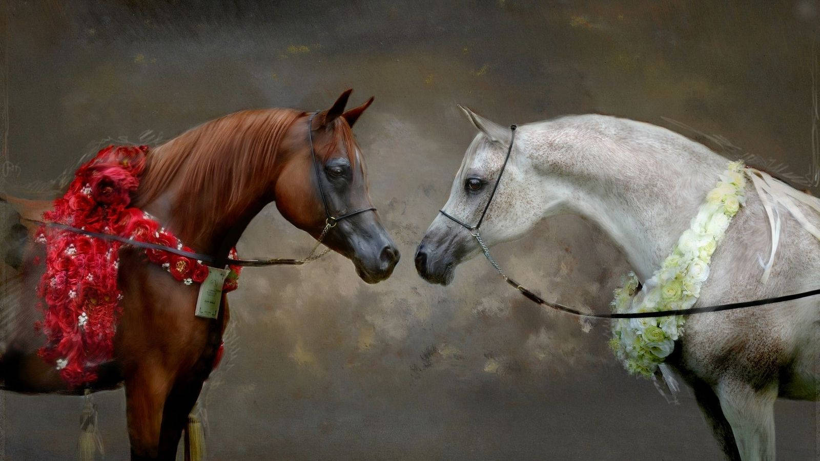 Smukke Heste Vender Mod Hinanden Wallpaper