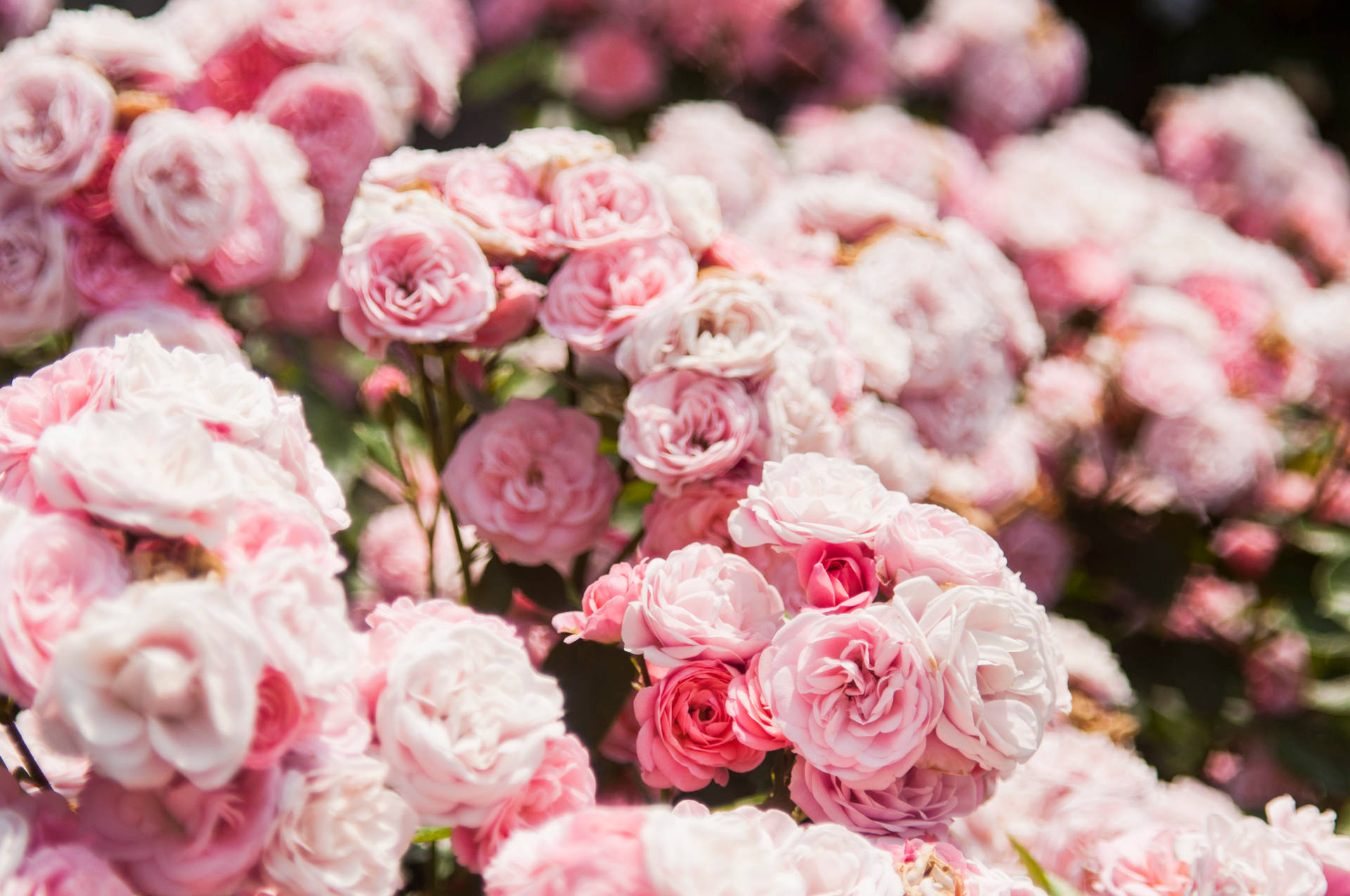 Smukke Lyserøde Blomstrende Rosenblomster Wallpaper
