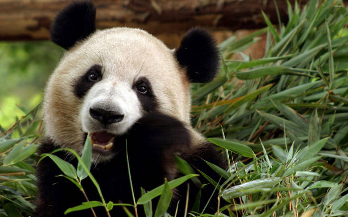 Smukke Panda Gnawing Planter Wallpaper