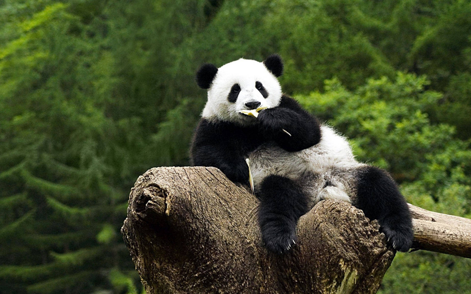 Snacking Relaxing Panda HD Wallpaper