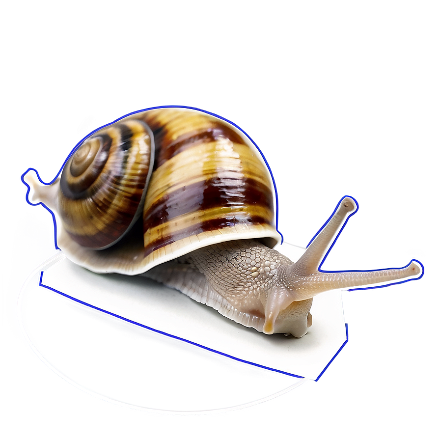 Snail Drawing Png 05232024 PNG