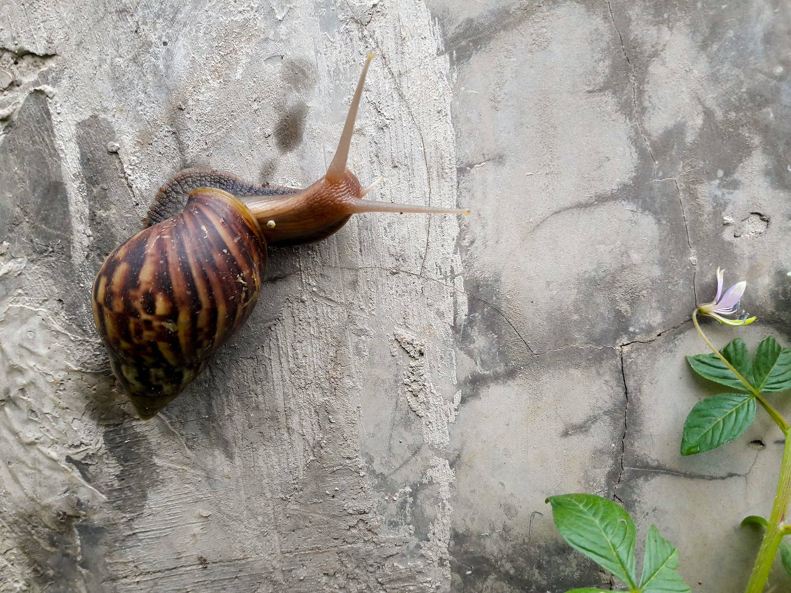 Snail Klatring En Væg Wallpaper