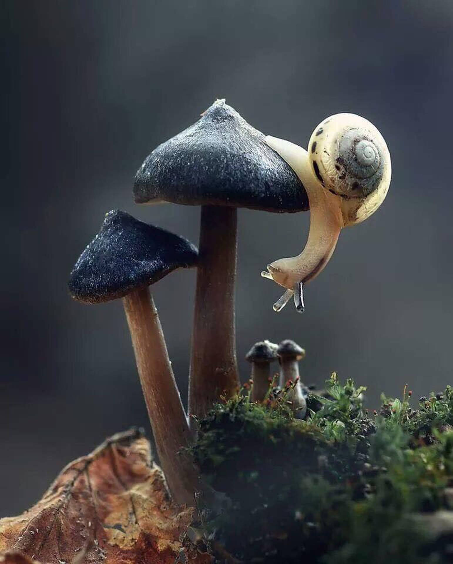Snail Mushroom Aesthetic Wallpaper