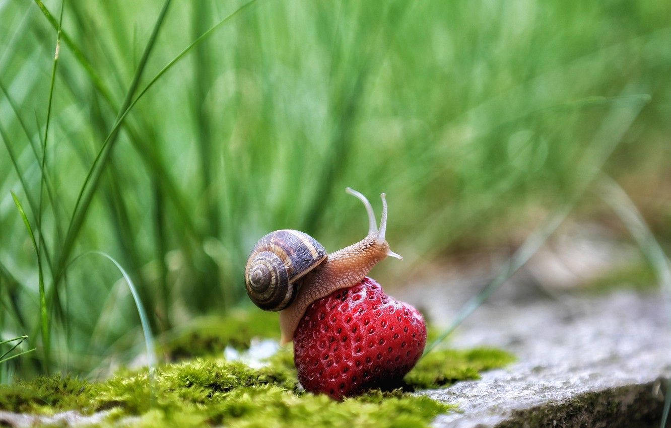 Snail On Strawberry Wallpaper