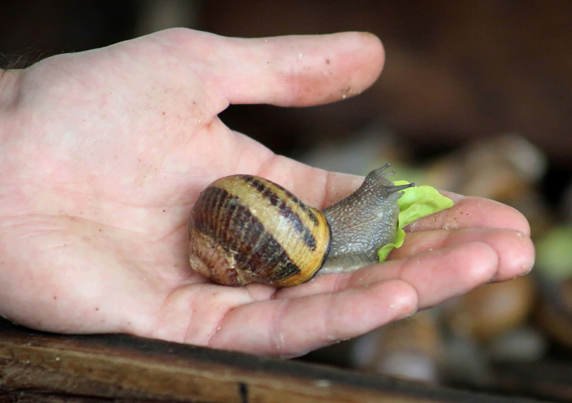 Freshly Cherished Snail