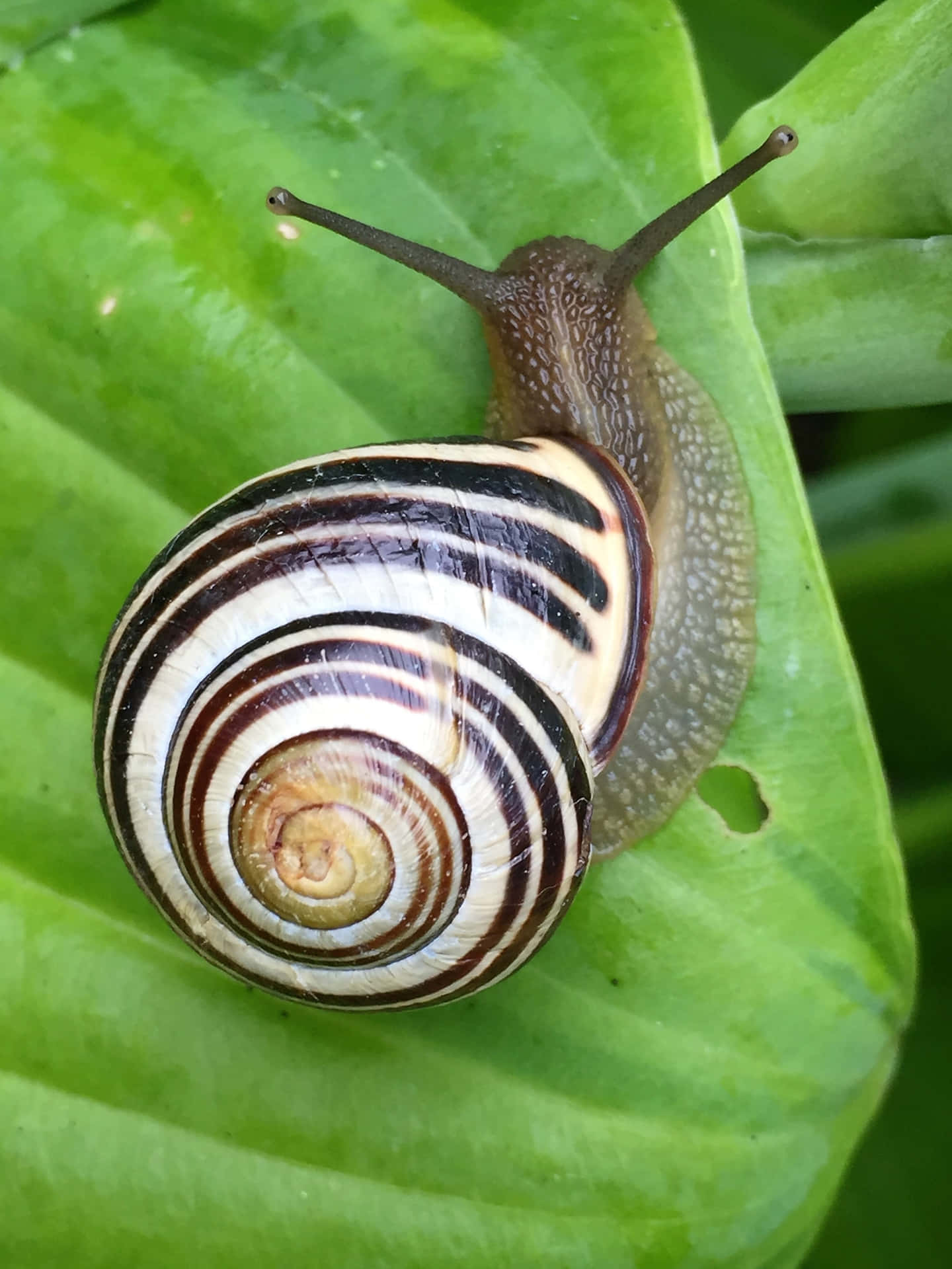 Snail Emerging from its Shell