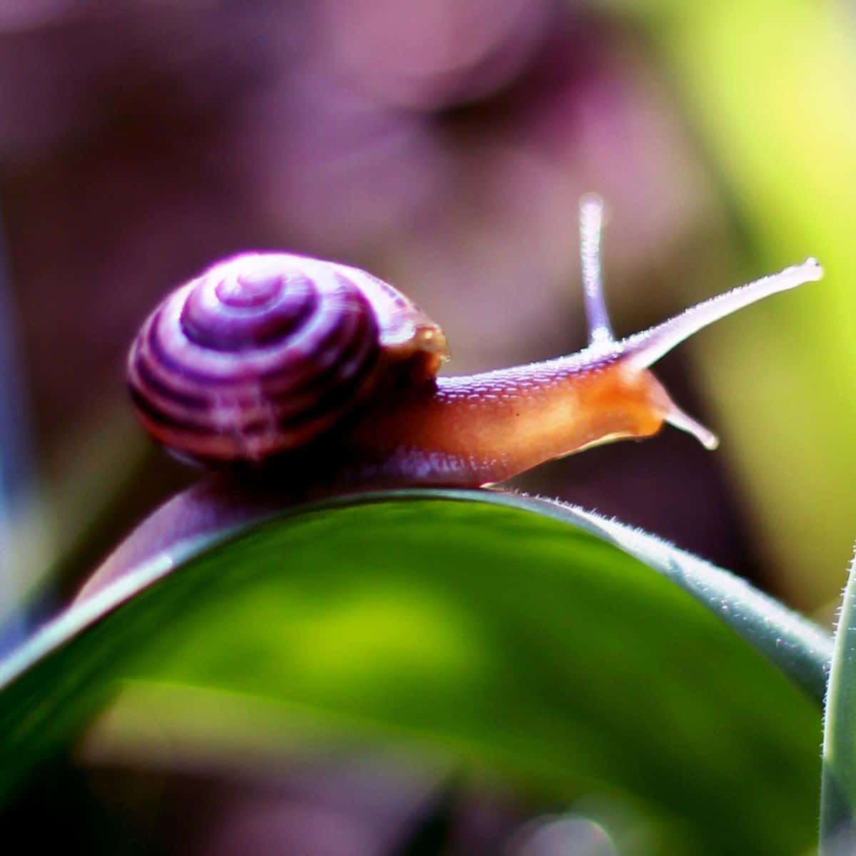 This snail is taking its own sweet time.